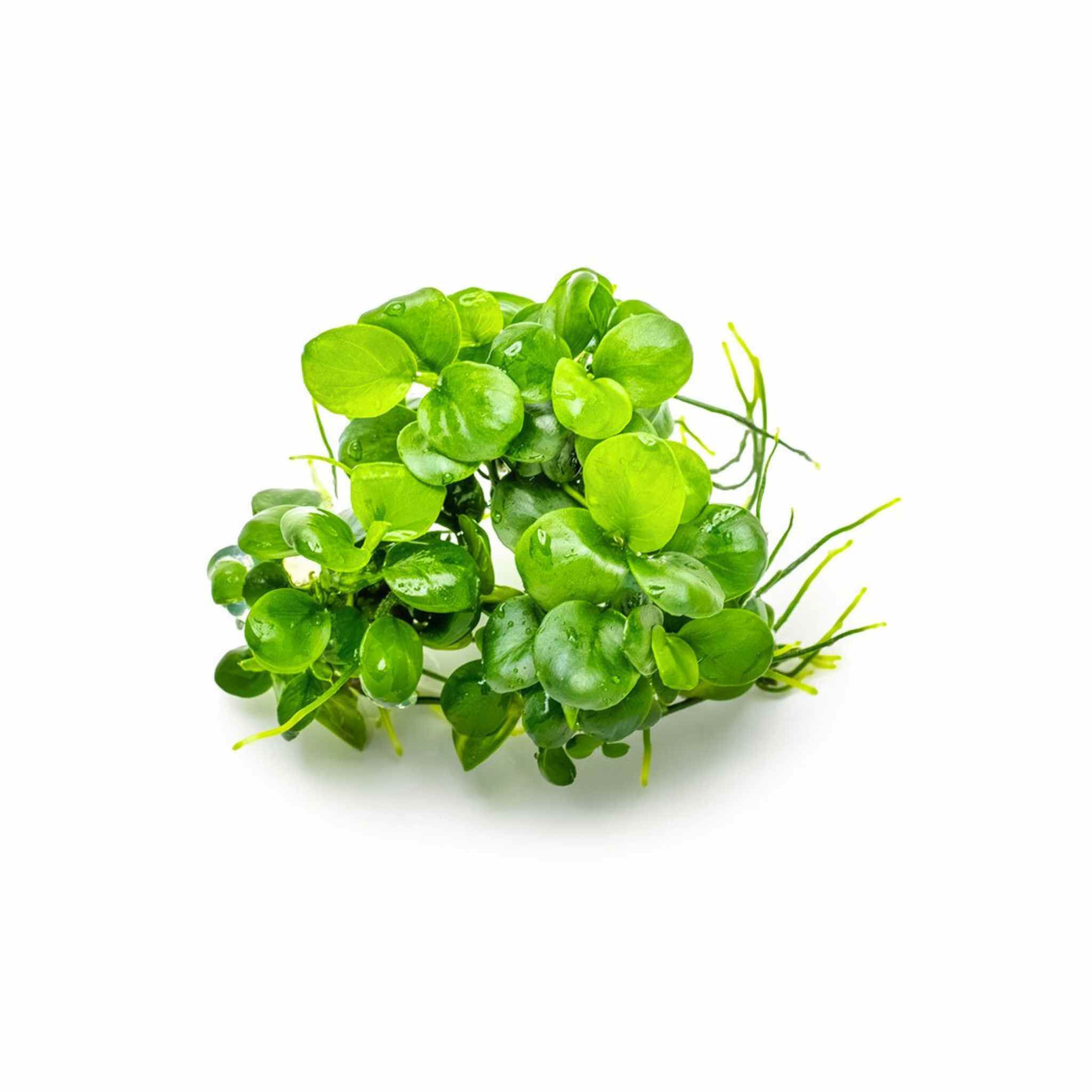 Anubias Barteri Mini Coin