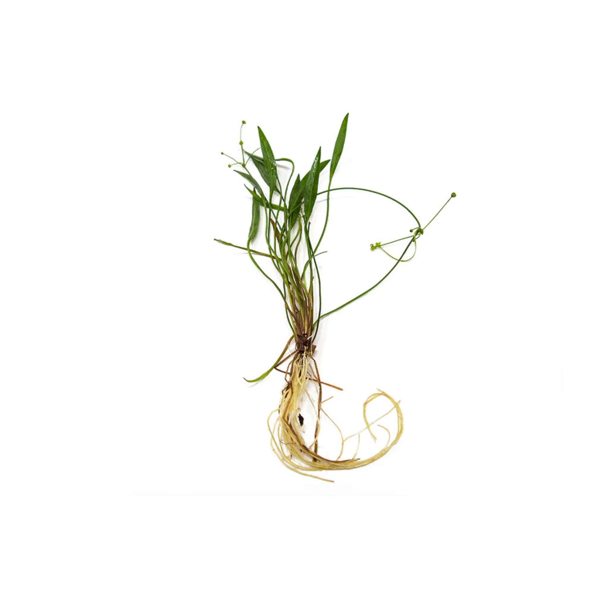 Chain Sword Narrow Leaf Helanthium Bolivianum