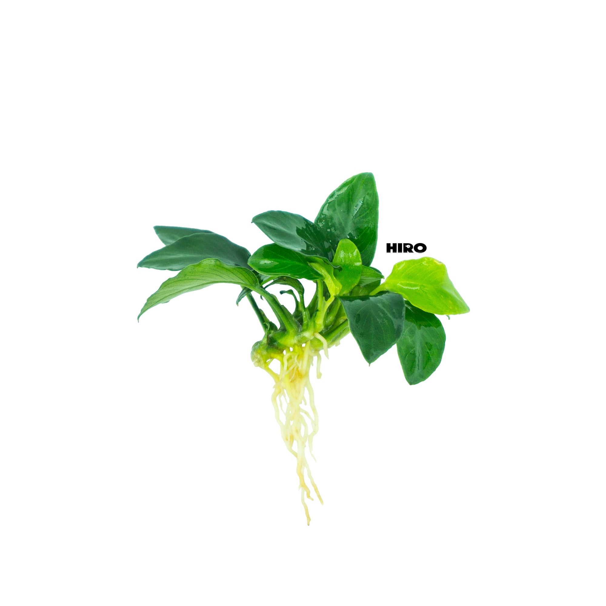 Anubias Nano "Petite", Aquatic Plant for Aquariums, Pone, Paludarium