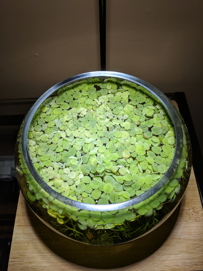 Aquatic Water Spangles, Salvinia Minima, Common Salvinia, Aquarium Floating Plant