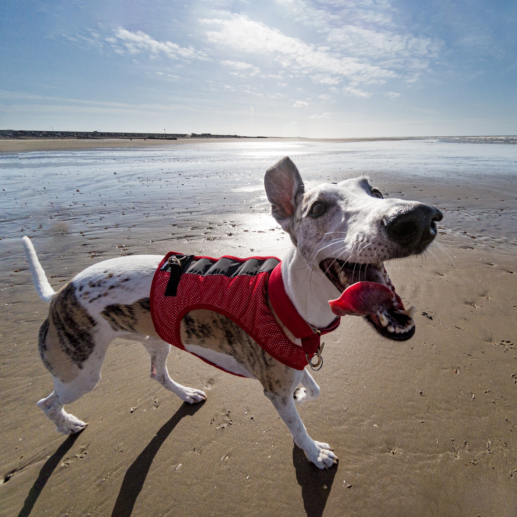 Dog Running Harness for Sighthounds