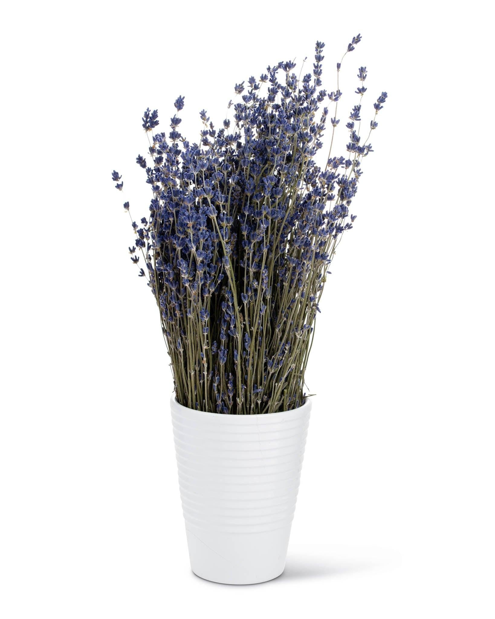 Dried English Lavender Bunches - Set of 2