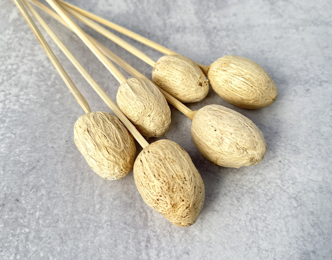 Amra Pods Bleached - 6 Stems