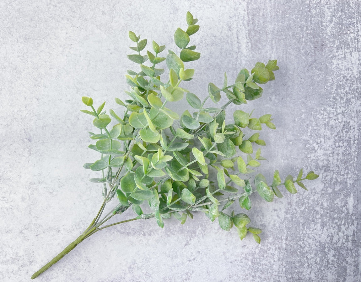 Baby Eucalyptus Bush