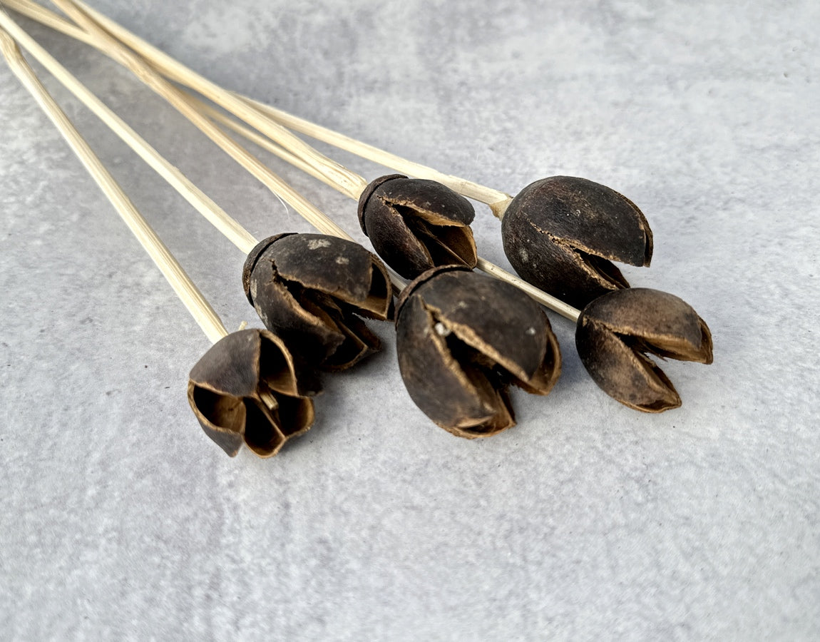 Bakuli Pod - 6 Stems