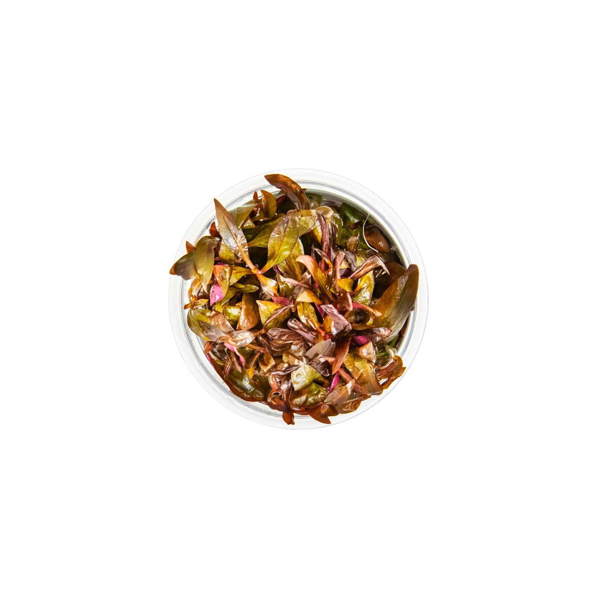 Alternanthera reineckii 'Mini' - Tissue Culture