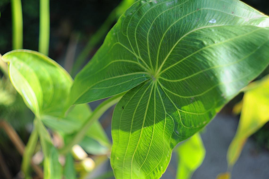 Dwarf Sagittaria (Broadleaf) 3 Plants