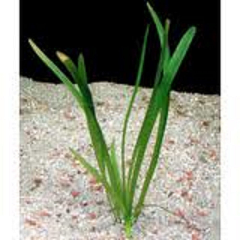 Dwarf Sagittaria (Broadleaf) 3 Plants